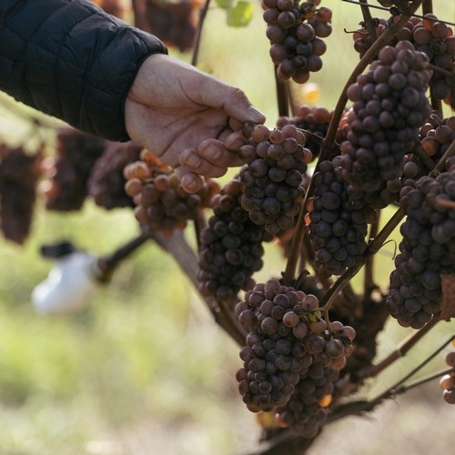 Guided vineyard tour at Unsworth Vineyards with wine tastings.